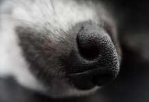 Πρόστιμο 61.800 ευρώ για τον Κερκυραίο που πέταξε τα σκυλιά του από το φράχτη (video)