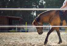 Πακιστανός ασέλγησε σε 5χρονη σε ιππικό όμιλο της Αττικής