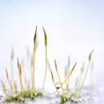 Νάταλι Γκρέις: Οι 12 νόμοι της ζωής