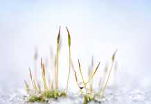 Νάταλι Γκρέις: Οι 12 νόμοι της ζωής