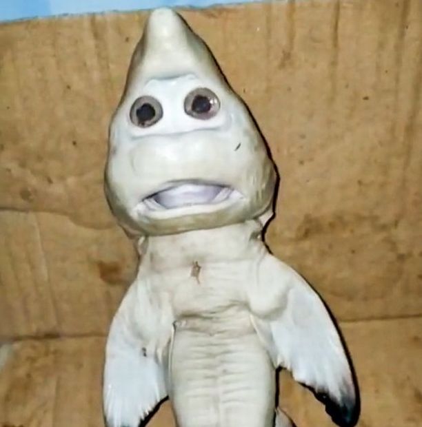 0_PAY-VIRAL_PRESS_SHARK_HUMAN_FACE__12_of_12_