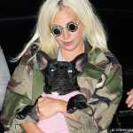 Απήγαγαν τα δύο μπουλντόγκ της Lady Gaga – 500 χιλιάδες δολάρια αμοιβή για να της επιστραφούν