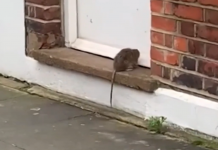 Λονδίνο: Οι αρουραίοι μεταναστεύουν στα σπίτια κατά τη διάρκεια του Lockdown