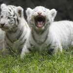 Πακιστάν: Λευκά τιγράκια σε ζωολογικό πάρκο πέθαναν πιθανόν από κορονοϊό