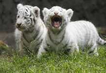 Πακιστάν: Λευκά τιγράκια σε ζωολογικό πάρκο πέθαναν πιθανόν από κορονοϊό