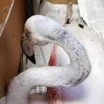 Θεσσαλονίκη: Παρέμβαση Αμυρά για να σωθούν τα δηλητηριασμένα φλαμίνγκο