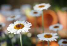 Καιρός για… Άνοιξη: Λίγη συννεφιά και υψηλές θερμοκρασίες αύριο Παρασκευή