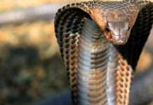 Ψυχολόγος και λάτρης των φιδιών ο 30χρονος που τον δάγκωσε η κόμπρα – Πώς του επιτέθηκε το ερπετό