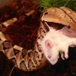 Σε κρίσιμη κατάσταση παραμένει ο 30χρονος που τον δάγκωσε κόμπρα