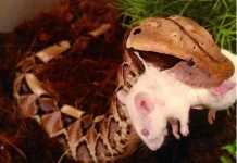 Σε κρίσιμη κατάσταση παραμένει ο 30χρονος που τον δάγκωσε κόμπρα