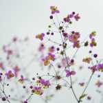 Εαρινή ισημερία: Επισήμως άνοιξη από το Σάββατο!