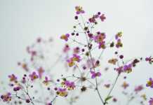 Εαρινή ισημερία: Επισήμως άνοιξη από το Σάββατο!