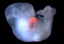 Επιστήμονες δημιούργησαν έμβρυα-χίμαιρες πιθήκων και ανθρώπων