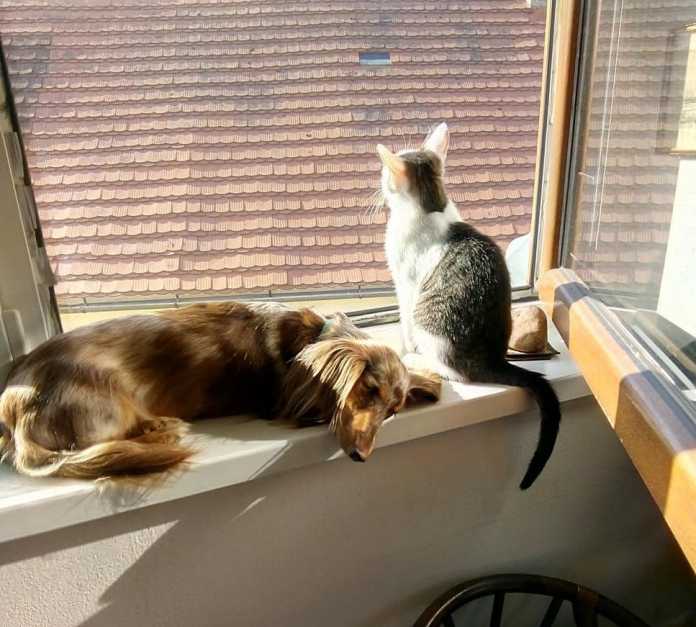 σκυλος γατα