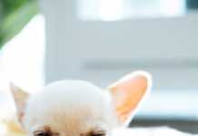 Οι τσίμπλες στα μάτια του σκύλου είναι φυσιολογικές;