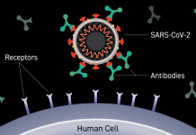 Κορονοϊός: Πότε «έρχονται» στην Ελλάδα το χάπι της Merck και τα μονοκλωνικά αντισώματα