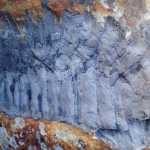 Βρέθηκε απολίθωμα γιγαντιαίας «σαρανταποδαρούσας» – Ήταν μεγάλη σαν αυτοκίνητο