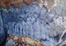 Βρέθηκε απολίθωμα γιγαντιαίας «σαρανταποδαρούσας» – Ήταν μεγάλη σαν αυτοκίνητο