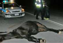 Κοζάνη: Σοβαρό τροχαίο με θύμα ένα άλογο