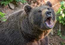 Ουζμπεκιστάν: Νεαρή γυναίκα πέταξε κοριτσάκι σε κλουβί με αρκούδα