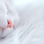 Κέρκυρα: Συνελήφθη 78χρονος που σκότωσε τη γάτα του