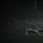 Ο λύκος της Πάρνηθας που πλησιάζει σε κατοικημένες περιοχές! (Βίντεο)