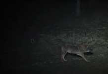 Ο λύκος της Πάρνηθας που πλησιάζει σε κατοικημένες περιοχές! (Βίντεο)