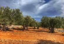 Σοφικό Κορινθίας: Με σημαία την ποιότητα δίνει τη μάχη για το ελαιόδαδο από «Μανάκι»