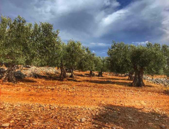 sofiko-korinthias-6-1-2022