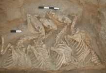 Σούπερ γάιδαροι έπαιρναν μέρος σε μάχες στη Μεσοποταμία !