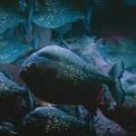 Νεκροί τέσσερις κολυμβητές από φονική επίθεση πιράνχας