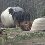 Σπάρτη: Συνελήφθη αντιδήμαρχος για κυνοκομεία – κολαστήρια (βίντεο)