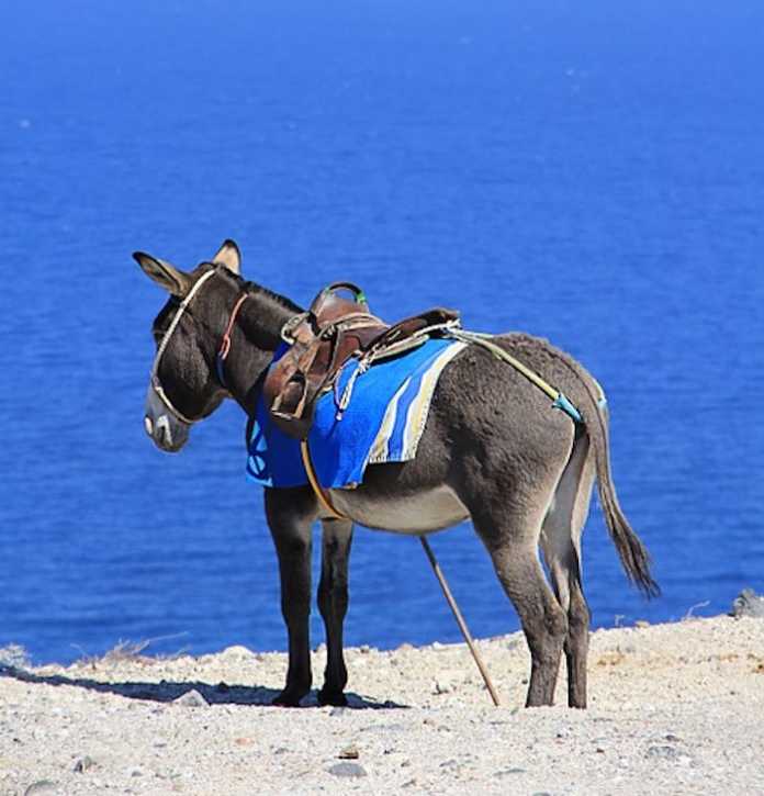 donkey