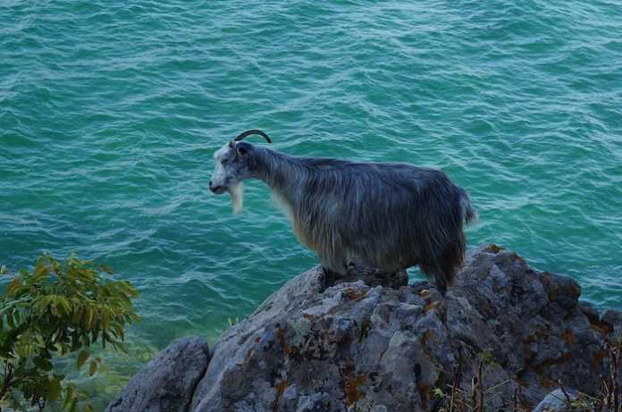 goat-sea