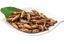 Κομισιόν: Εγκρίθηκε ο γρύλος ως τρόφιμο για την αγορά της ΕΕ