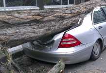 Αγ. Παρασκευή: Αποζημιώσεις οχημάτων από πτώση δέντρων