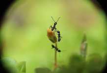 Εντοπίστηκαν μυρμήγκια που κάνουν αξιόπιστη διάγνωση καρκίνου στον άνθρωπο