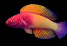 Ψάρι στα χρώματα του ουράνιο τόξου ανακαλύφθηκε στις Μαλδίβες